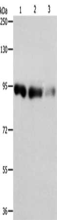 PIWIL4 Antibody