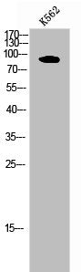PDE4B/PDE4C/PDE4D Antibody