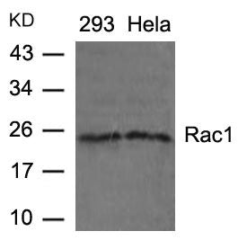 RAC1 (Ab-71) Antibody