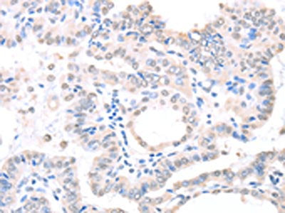 APEX1 Antibody