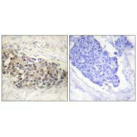 USF2 Antibody