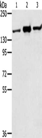 STAG2 Antibody