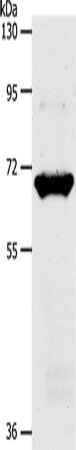 SLC33A1 Antibody