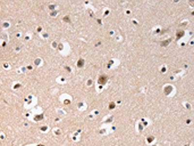 GCG Antibody