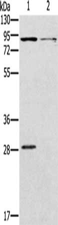 CNGA3 Antibody