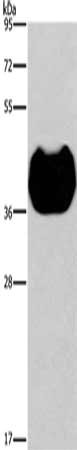 HRH2 Antibody