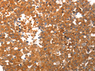 PPAP2C Antibody