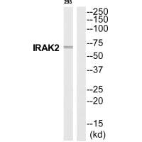 IRAK2 Antibody