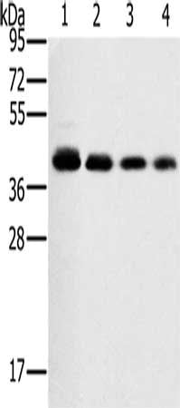 PTGER1 Antibody