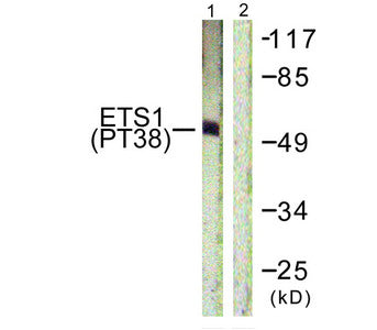 Phospho-Ets1 (Thr38) Antibody