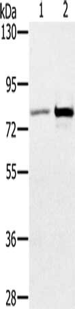 CARF Antibody