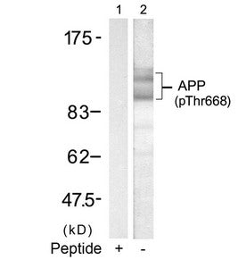 Phospho-APP (Thr668) Antibody