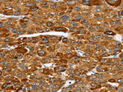 SPARCL1 Antibody
