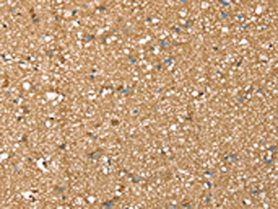 SDC3 Antibody