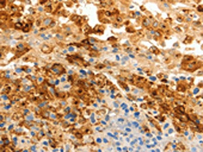 SPP1 Antibody