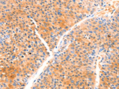 PRDX2 Antibody