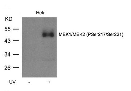 Phospho-MAP2K1 (Ser217/Ser221) Antibody