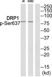 Phospho-DNM1L (Ser637) Antibody
