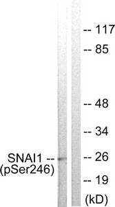 Phospho-SNAI1 (Ser246) Antibody