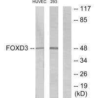 FOXD3 Antibody