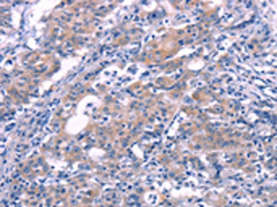 FGF16 Antibody