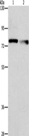 NEK11 Antibody