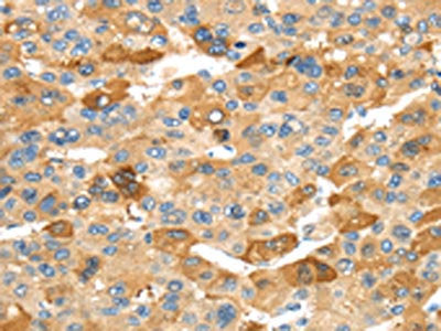 RHCG Antibody