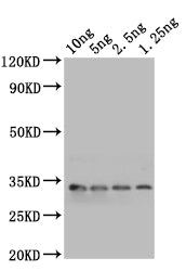 mlaA Antibody