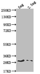 SPY Antibody