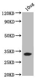 bamB Antibody