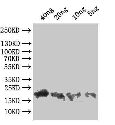 A33R Antibody