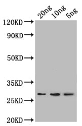 lpp Antibody