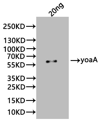 yoaA Antibody