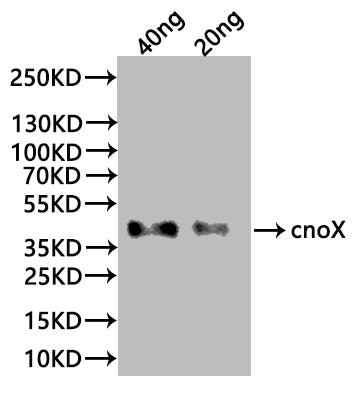 cnoX Antibody