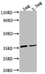 D Antibody