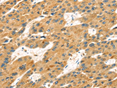 MAPK12 Antibody