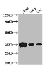 crr Antibody