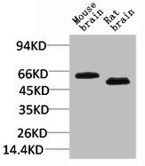 SLC1A2 Antibody