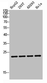TDGF1P3 Antibody