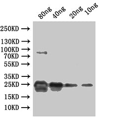 ydiV Antibody