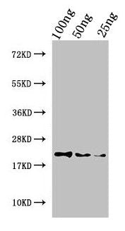 Perlwapin Antibody