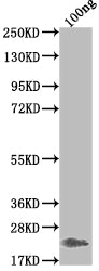 Griffithsin Antibody