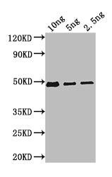 Bifunctional beta-D-glucosidase/beta-D-fucosidase Antibody