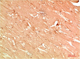 ATG13 Antibody