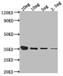 Sbk1 Antibody