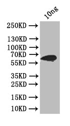 ply Antibody
