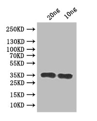 RSC2 Antibody