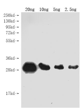 Genome polyprotein Antibody