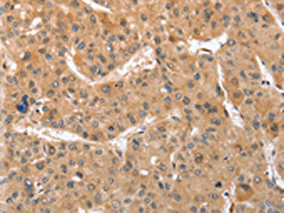 ATG12 Antibody