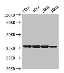 dps Antibody